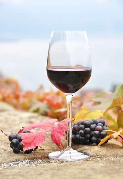 Wine and grapes in Lavaux — Stock Photo, Image