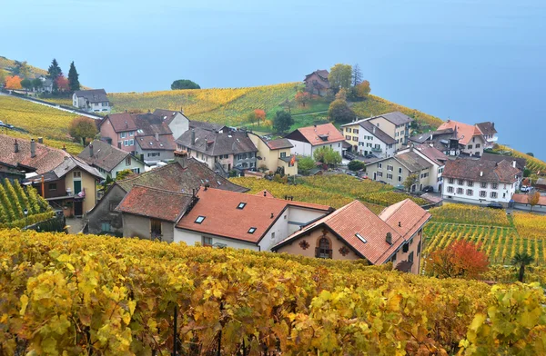 Wijngaarden in lavaux-gebied — Stockfoto