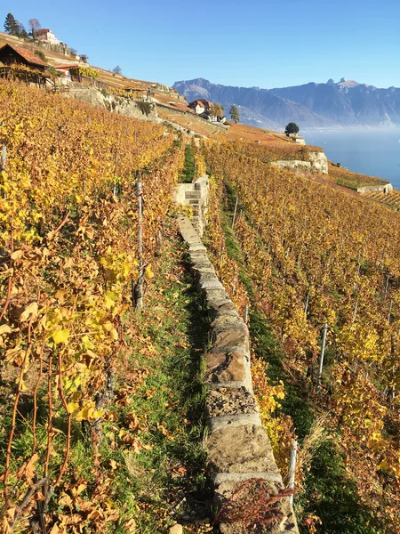 Vineyards in Lavaux region — Stock Photo, Image