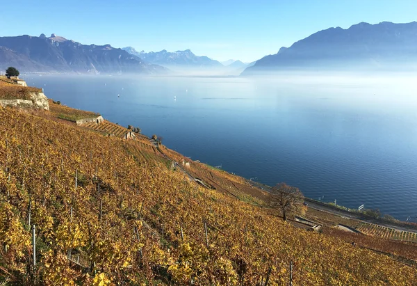 Vinhas na região de lavaux — Fotografia de Stock