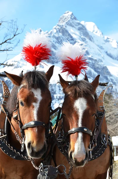 Pair of horses  in winter — Stock Photo, Image