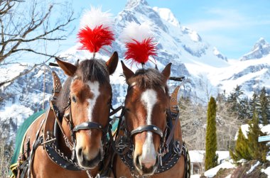 Kış ortasında çifti