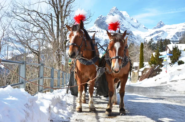 Par av hästar på vintern — Stockfoto