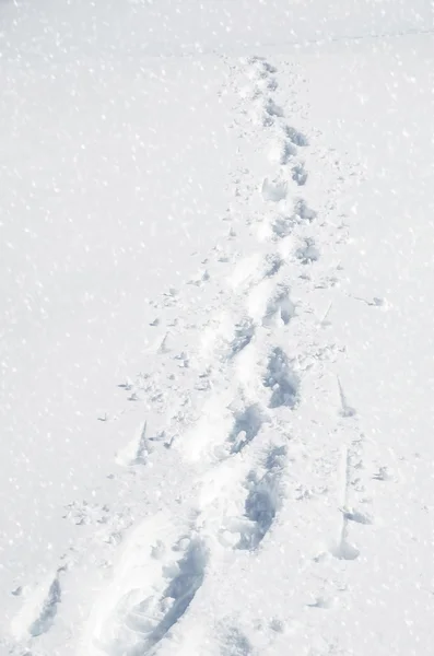 山の雪の上の足跡 — ストック写真