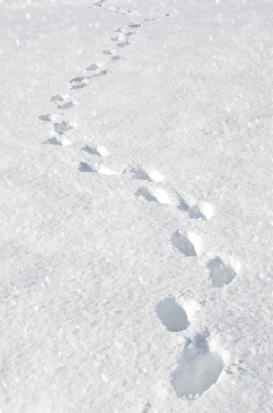 Footsteps on the snow in mountains — Stock Photo, Image