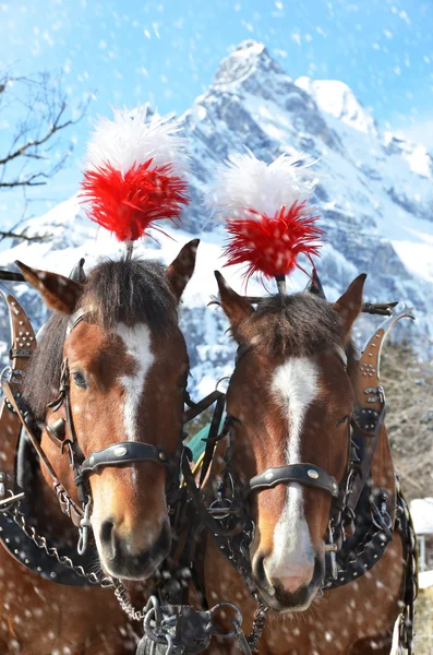 Par av hästar på vintern — Stockfoto