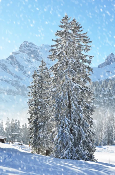 Paisaje de invierno Braunwald — Foto de Stock