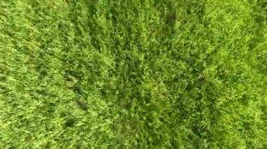 Hava klipten çimen.