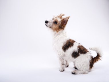 c güzel, sevimli köpek zevk ile kriko Rusya korkunç görünüyor