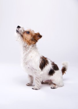 c güzel, sevimli köpek zevk ile kriko Rusya korkunç görünüyor
