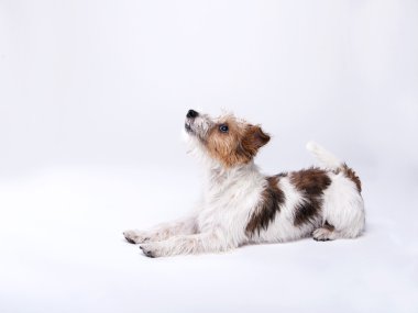 c güzel, sevimli köpek zevk ile kriko Rusya korkunç görünüyor
