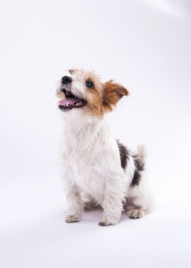 c güzel, sevimli köpek zevk ile kriko Rusya korkunç görünüyor