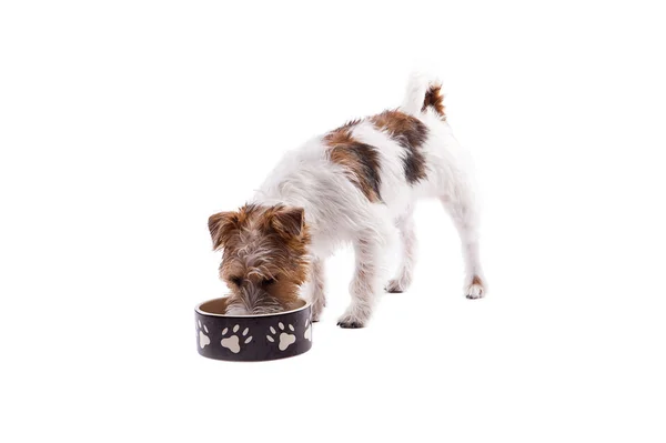 Собачья миска голодная еда — стоковое фото
