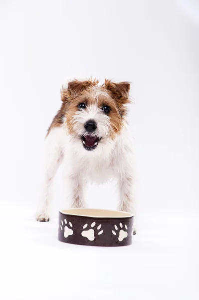 Hongerige hondenvoerbak eten — Stockfoto