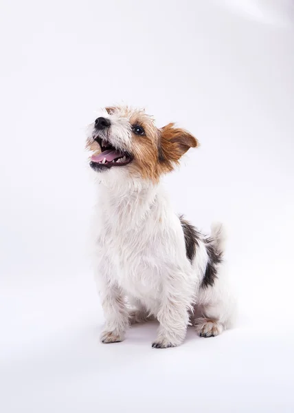 Nice, cute dog Jack Russell terrier with pleasure looks at the c — Stock Photo, Image