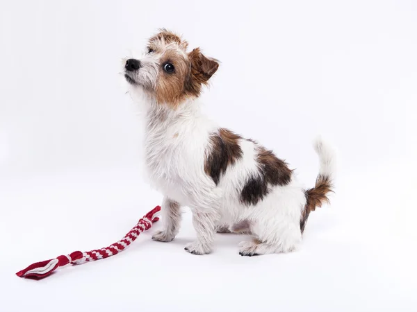 Ładny, ładny pies Jack Russell Terier z przyjemnością patrzy na c — Zdjęcie stockowe