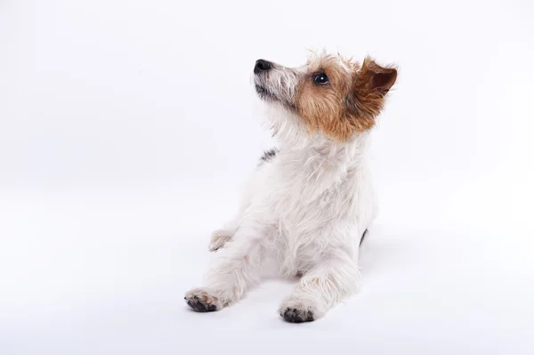 Netter, süßer Hund Jack Russell Terrier schaut mit Vergnügen auf das c Stockbild