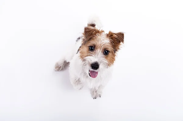 Netter, süßer Hund Jack Russell Terrier schaut mit Vergnügen auf das c lizenzfreie Stockfotos