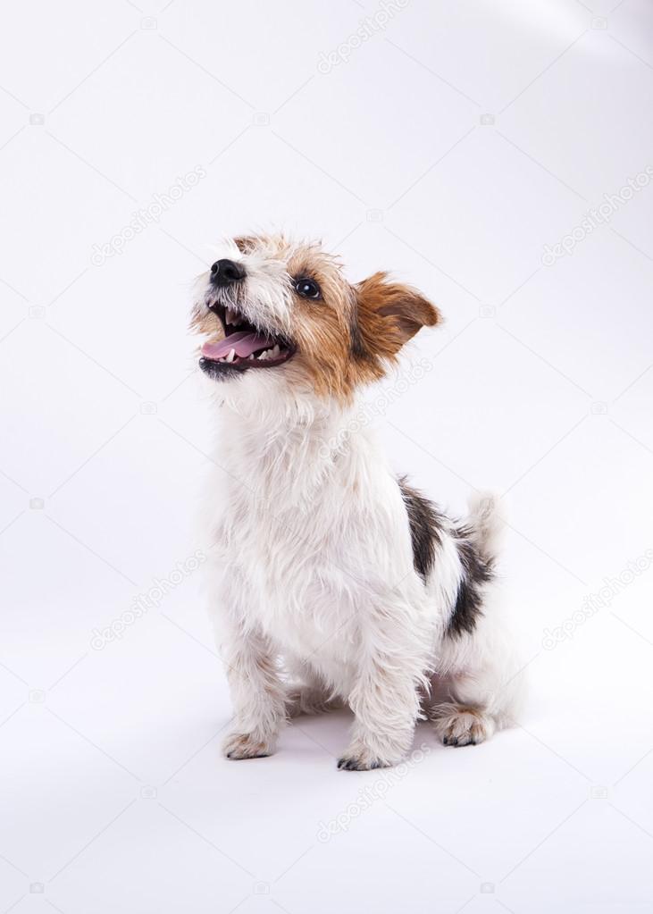 nice, cute dog Jack Russell terrier with pleasure looks at the c