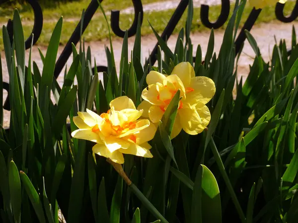Two yellow flowering daffodils — Stock Photo, Image