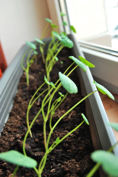 Une Jeune Plante Nasturtium Grimpant — Photo