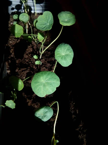 Nasturtium Grimpant Cultivé Pot — Photo