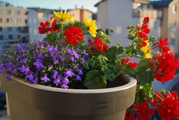Piękny Kolorowy Kwiat Balkon Dekoracji — Zdjęcie stockowe