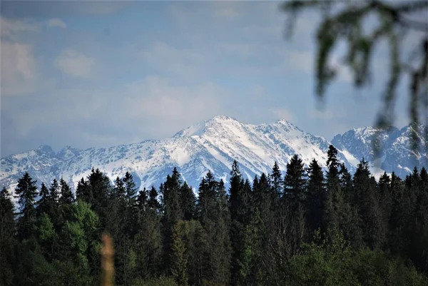 Snötäckta Bergstoppar Mot Bakgrund Gröna Träd — Stockfoto