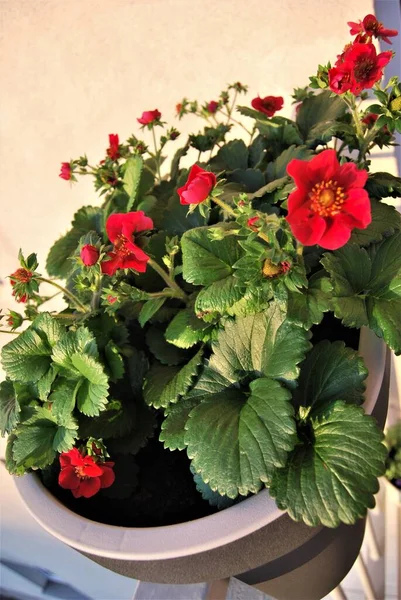 Schöne Hängende Blühende Rote Erdbeeren — Stockfoto