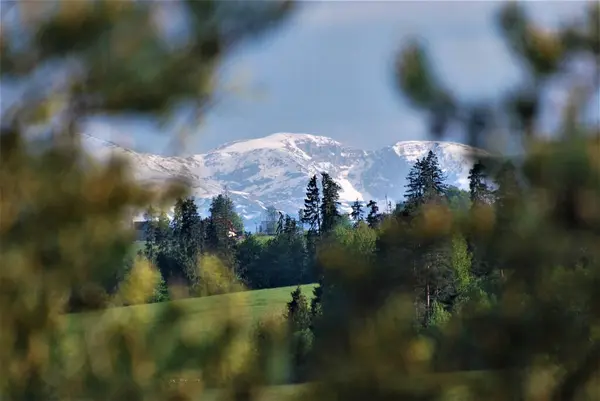 Besneeuwde Bergtoppen Tegen Achtergrond Van Groene Bomen — Stockfoto