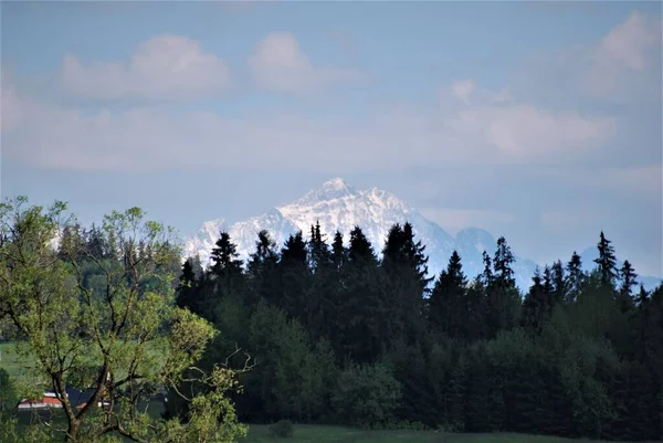 Picos Montanha Cobertos Neve Fundo Árvores Verdes — Fotografia de Stock