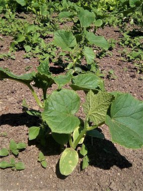 Bahçedeki küçük salatalık çalısı 