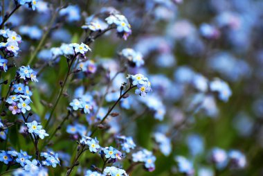 güzel mavi çiçekler
