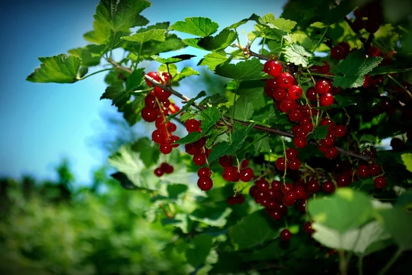 Röda vinbär frukt — Stockfoto