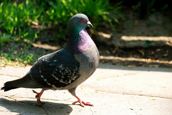 Walking bird pigeon — Stock Photo, Image