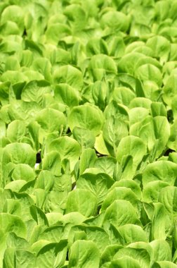 yeşil salata yaprakları arka plan