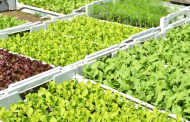 Kaplarda taze yeşil salata