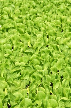 yeşil salata yaprakları arka plan