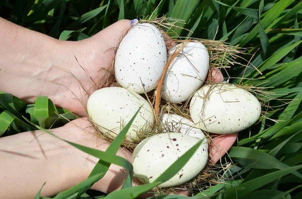 Пасхальные яйца в руках — стоковое фото