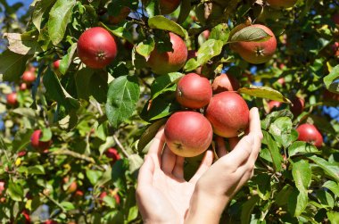 Olgun elmalar ağaçta