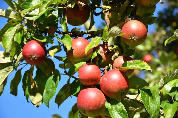 Reife Äpfel auf dem Baum — Stockfoto