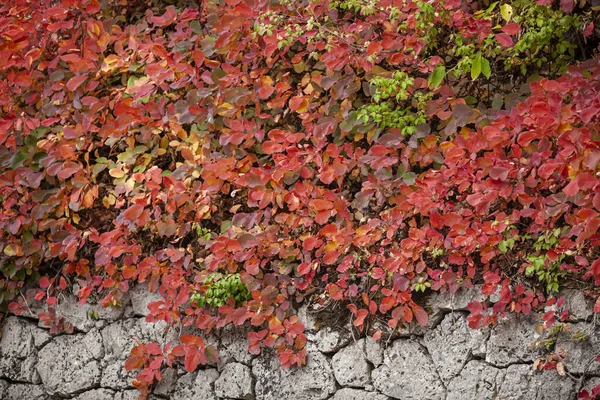 Background, autumn foliage of red color.