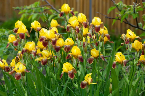 Irises Jsou Žluté Červené Zahradě Stock Obrázky