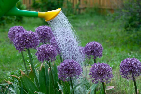 Allium Sphaerocephalon Cebolla Ornamental Representativa Las Cebollas Floración Temprana Imagen De Stock