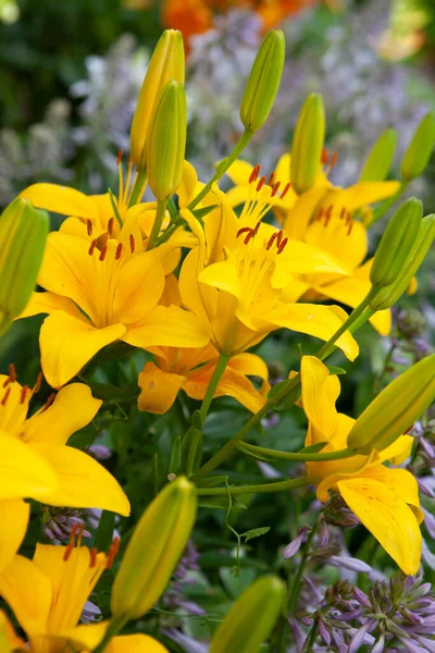 Yellow Lilies Close Garden Stock Picture