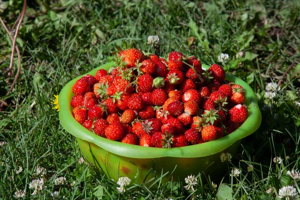 Récolte Fraîche Fraises Photo De Stock