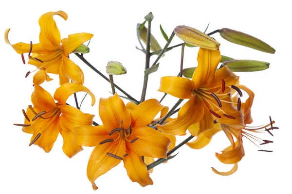 Yellow Lily Flowers White Background Isolated — Stock Photo, Image