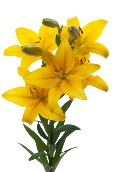 Keltaiset Liljat Valkoisella Taustalla Eristetty — kuvapankkivalokuva