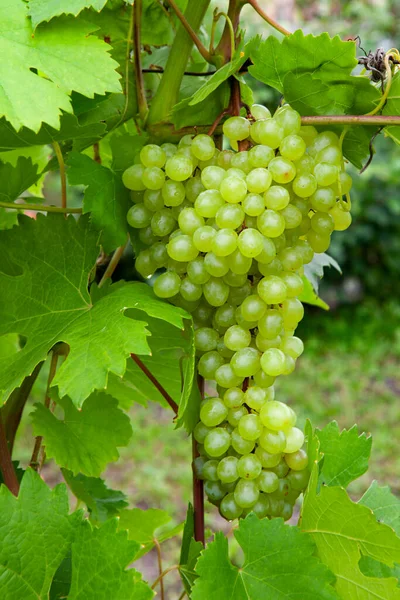 Grapevine Background Grape Leaves Stock Image