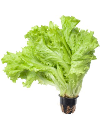 İzole beyaz bir arka plan üzerinde bir tencerede salata.